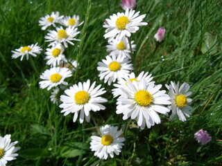 daisies in a field © Leigh