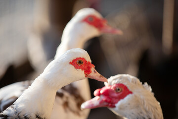 Birds on the farm. Close-up of Muscovy ducks.