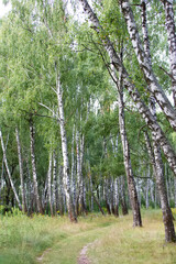 Birch grove on a sunny summer day.