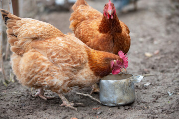 Two red hens peck grain from an iron bowl.