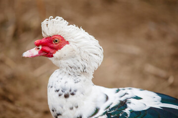 Birds on the farm. Close-up of a speckled muscovy duck.
