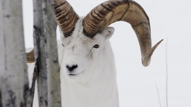 Thinhorn Sheep Close-up During Winter Season In Yukon Wildlife Reserve, Whitehorse Canada.