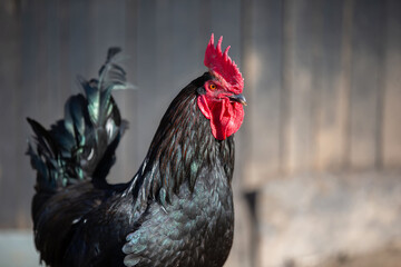 Close-up of a black rooster with a red comb and shiny feathers. © Светлана Лазаренко