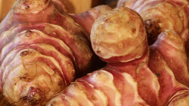 Unpeeled and raw Jerusalem artichokes or Topinambur on a table