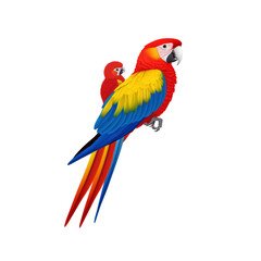 Fototapeta premium Scarlet Macaw and Chick Vibrant Tropical Birds on White Background