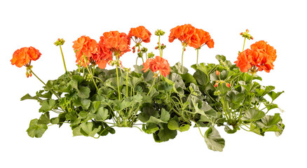 Row of blooming geranium flowers