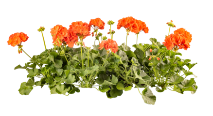 Row of blooming geranium flowers
