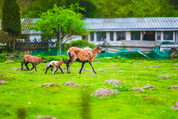 Sheep Family Strolling in Lush Green Pasture Near Rustic Farmhouse on a Bright Spring Day,...