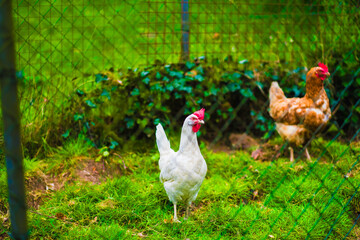 White Hen Strolling in Vibrant Green Pasture with Companion Brown Hen in Background on a Sunny Day, Enclosed by Wire Fence for a Farmyard Setting