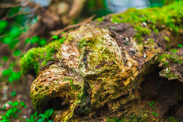 Close-Up of Moss-Covered Tree Trunk Reveals Intricate Textures and Vibrant Natural Colors Captured in a Lush Forest Setting, Highlighting the Beauty of Nature's Organic Growth Patterns