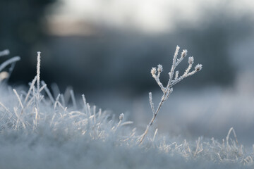 Raureif am Morgen