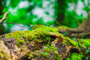 Lush Green Moss Gently Covering a Fallen Tree in a Vibrant Forest Setting, Capturing the Beauty and Tranquility of Nature&rsquo;s Healing Power and Connection to the Natural World