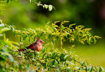 Femal northern cardinal perched in a tree