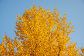 Fototapeta premium Ginkgo Tree in Autumn Park