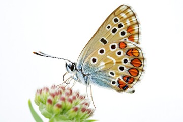 A close-up shot of a butterfly perched on the petals of a colorful flower