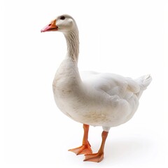 goose isolated on white background