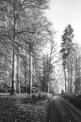 Dezember Nebel und Dunst im Wald, schwarz-wei&szlig;