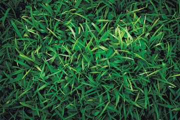 Vector green grass background. Textured natural realistic grass design. Botanical grass texture.