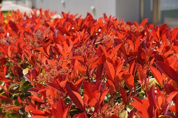 Red leaves of a photinia fraseri red robin shrub