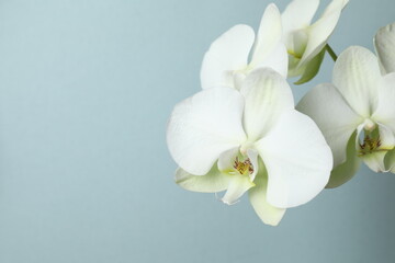 White orchid on color background © Sunlight