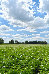 Kartoffel, Kartoffeln