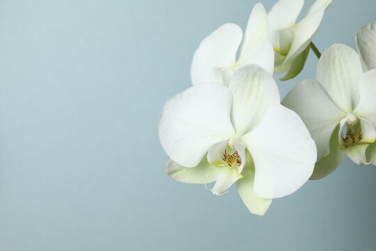 White orchid on color background