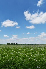 Kartoffel, Kartoffeln