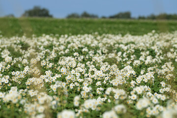 Fototapeta premium Kartoffel, Kartoffeln, Kartoffelblüte