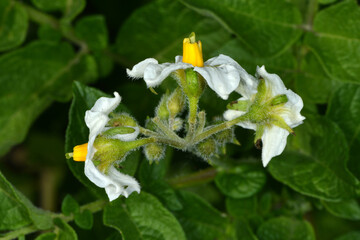 Kartoffel,  Kartoffeln, Kartoffelblüte © Peter Oetelshofen