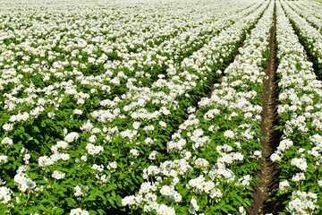 Kartoffel,  Kartoffeln, Kartoffelblüte