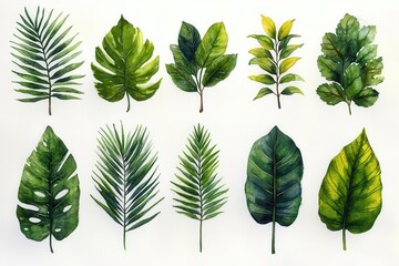 A collection of various green leaves illustrated in a detailed, artistic style.