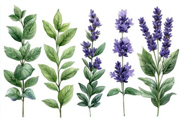 Fototapeta premium A collection of illustrated botanical elements featuring various green leaves and lavender flowers.
