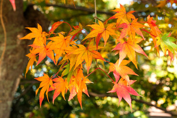 黄色のモミジの紅葉