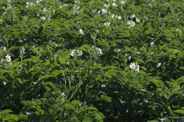 Kartoffel,  Kartoffeln, Kartoffelblüte