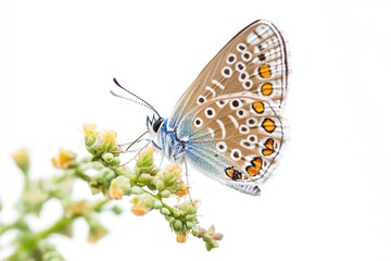 Obraz premium A blue butterfly sits atop a colorful flower, with its delicate wings spread wide