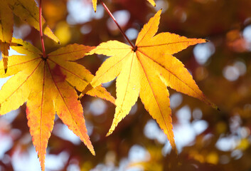 木漏れ日がさす黄色のモミジの紅葉
