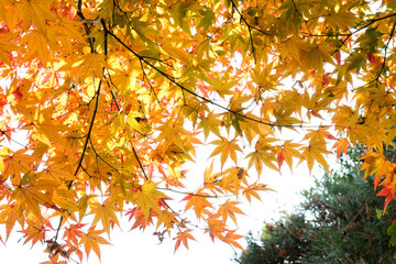 オレンジ色のモミジの紅葉