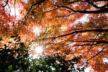 木漏れ日がさすオレンジ色のモミジの紅葉