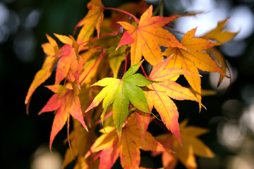 木漏れ日がさす色鮮やかなモミジ
