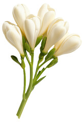 PNG White freesia flowers with green stems