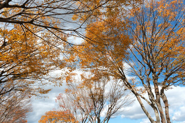 見上げると秋の紅葉