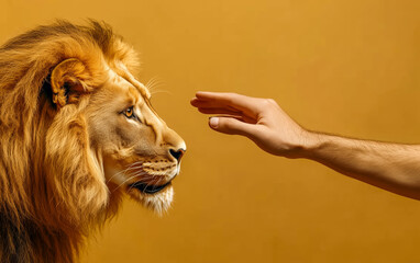 A man's hand reaches out to gently stroke the head of an adult lion against a solid background.