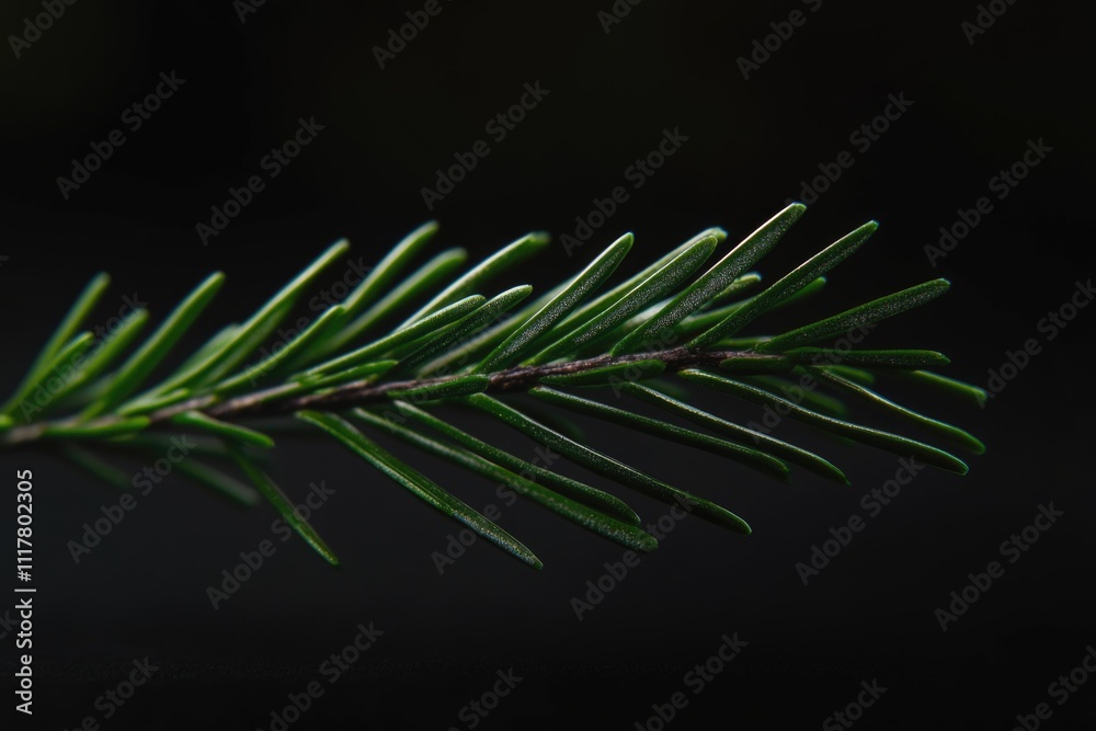 Poster a close-up shot of a pine tree branch with intricate details