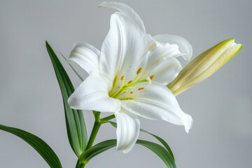 Obraz premium Close-up shot of a white flower in a vase, suitable for use on a desk or table