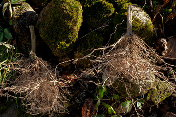 A heavy root ball on a tomato plant is full of compost