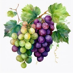 A vibrant and colorful watercolor painting of juicy grapes, perfect for food blogs and ecofriendly branding projects