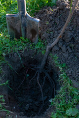 Fruit tree seedlings with grounded roots. Planting young trees in the ground in a new garden....