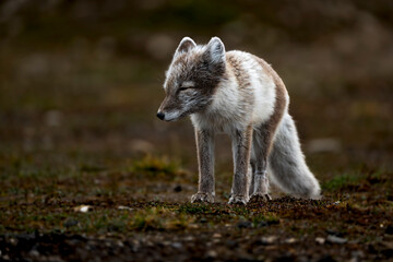 Polar fox