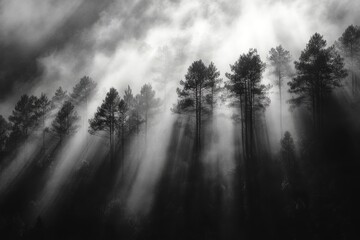 Obraz premium Sunbeams filtering through fog in majestic pine forest