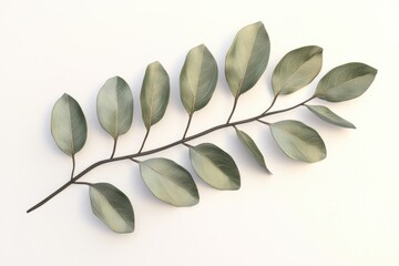 Close-up shot of a branch of eucalyptus leaves on a white surface